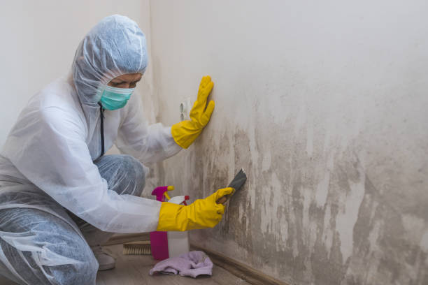 Best Preventive Mold Services in Pasadena Hills, FL