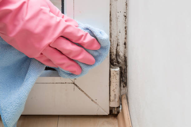 Best Localized Mold Remediation (e.g., coastal areas, humid climates) in Pasadena Hills, FL